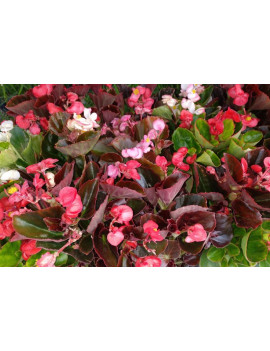 Begonia semperflorens