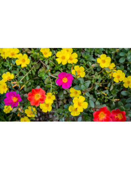 Portulaca