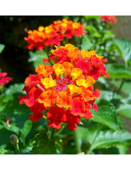 Lantana Camara