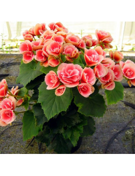 Begonia Bulbosa