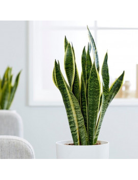 Sansevieria