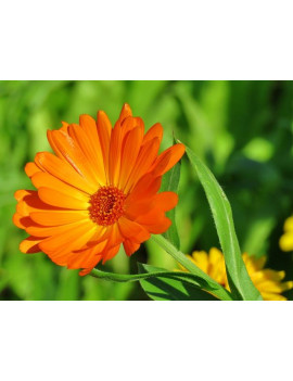 Calendula