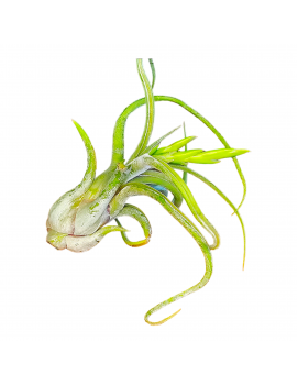 Tillandisia Caput-Medusae