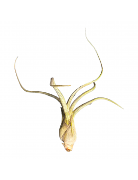 Tillandsia pseudobaileyi