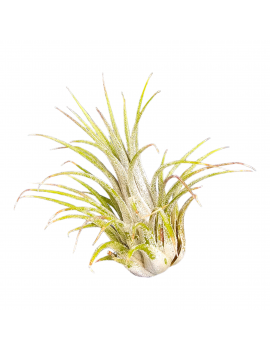 Tillandsia Ionantha