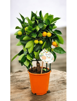 Calamondino Enano