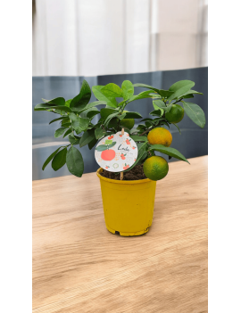 Llimoner Vermell Nan