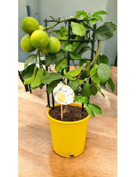 Limonero Enano