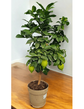 Limonero Enano