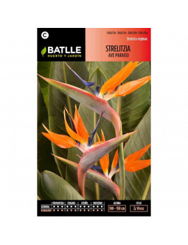 Semillas de Strelitzia Ave...