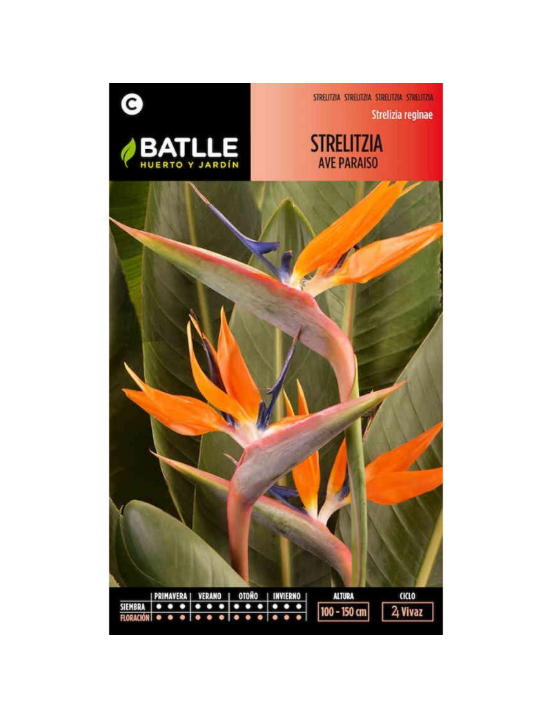 Semillas de Strelitzia Ave del Paraiso