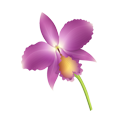 Tierras y sustratos para orquídeas